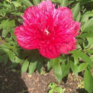 Meet your Posher, Delaney